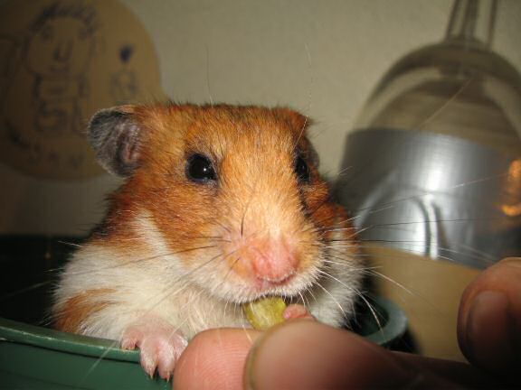Asking my hamster Lucy ...