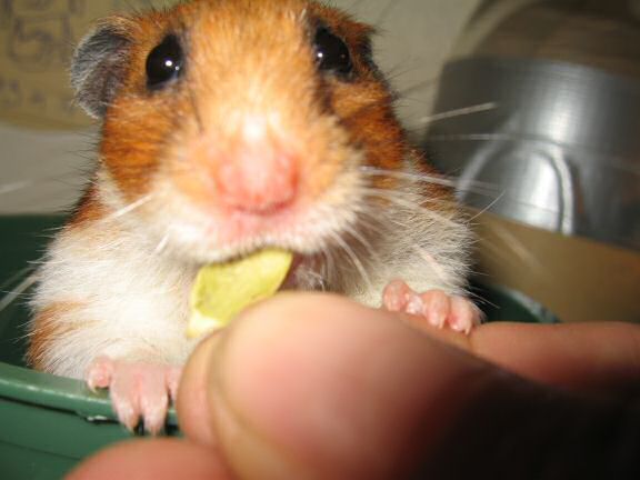 Asking my hamster Lucy ...