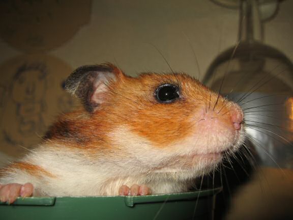 Asking my hamster Lucy ...