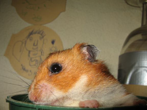 Asking my hamster Lucy ...