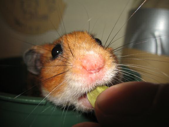 Asking my hamster Lucy ...