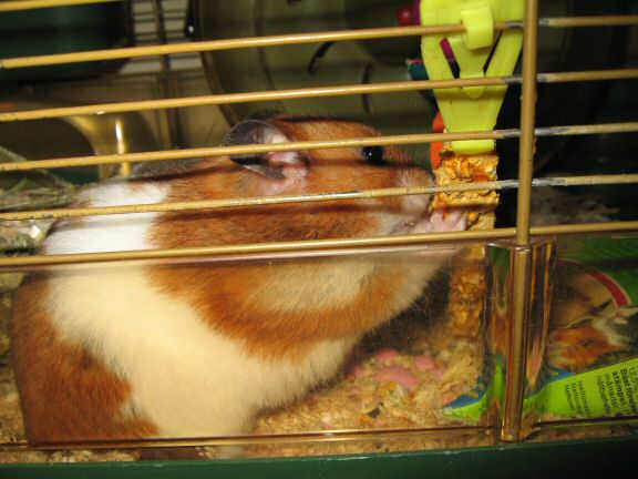 Why does my hamster Lucy flatten her ears when eating/pouching ...