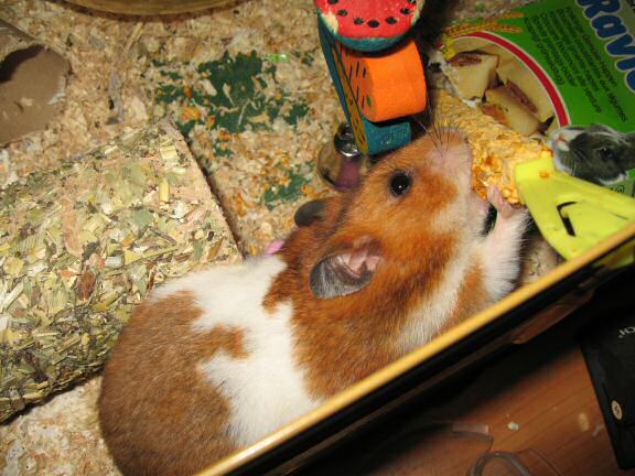 Why does my hamster Lucy flatten her ears when eating/pouching ...