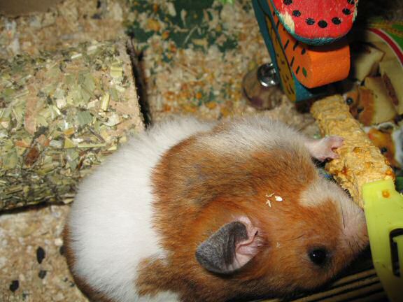 Why does my hamster Lucy flatten her ears when eating/pouching ...