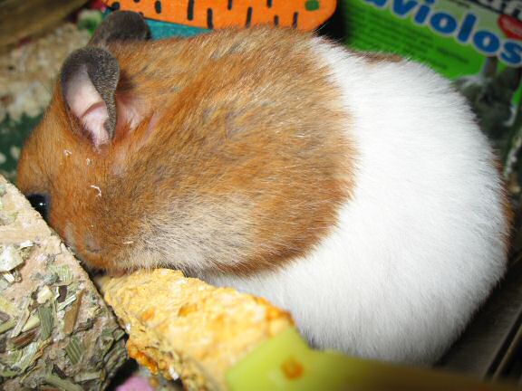 Why does my hamster Lucy flatten her ears when eating/pouching ...