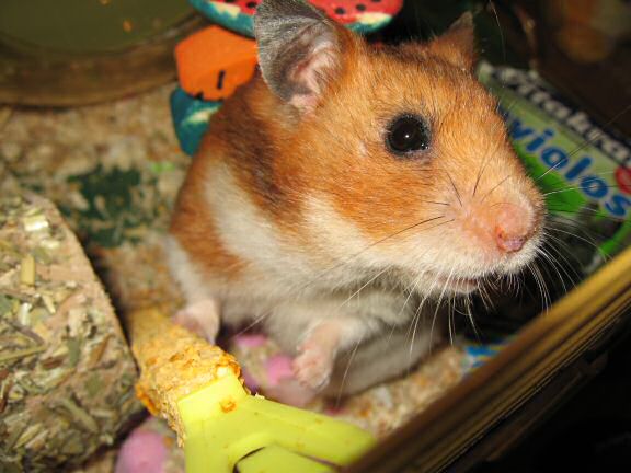 Why does my hamster Lucy flatten her ears when eating/pouching ...