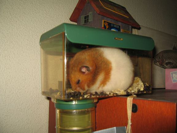 Extreme HamsterTrackin' the North Sea Jazz festival.