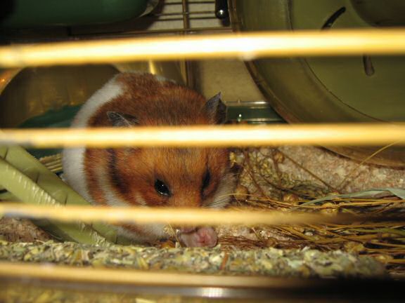 Extreme HamsterTrackin' the North Sea Jazz festival.