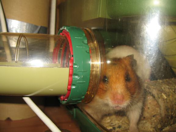 Extreme HamsterTrackin' the North Sea Jazz festival.