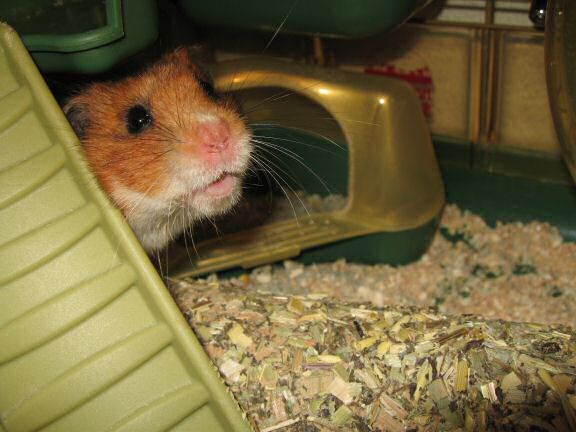 My hamster Lucy's Eyeballing.