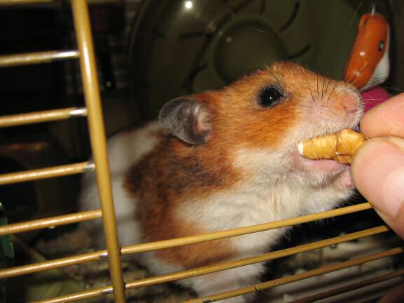 My hamster Lucy's Eyeballing.