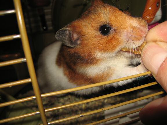 My hamster Lucy's Eyeballing.