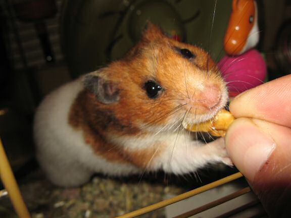 My hamster Lucy's Eyeballing.