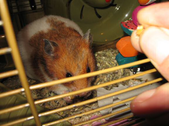 My hamster Lucy being Lucy.