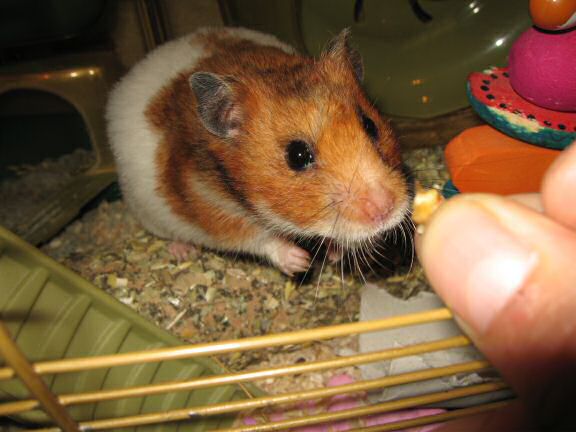 My hamster Lucy being Lucy.