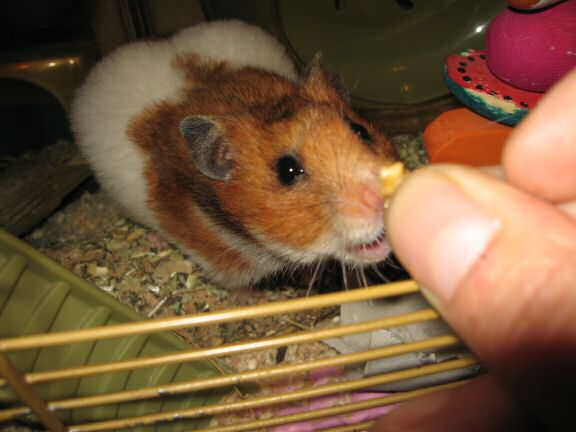 My hamster Lucy being Lucy.