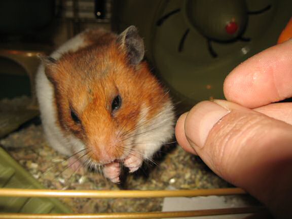 My hamster Lucy being Lucy.