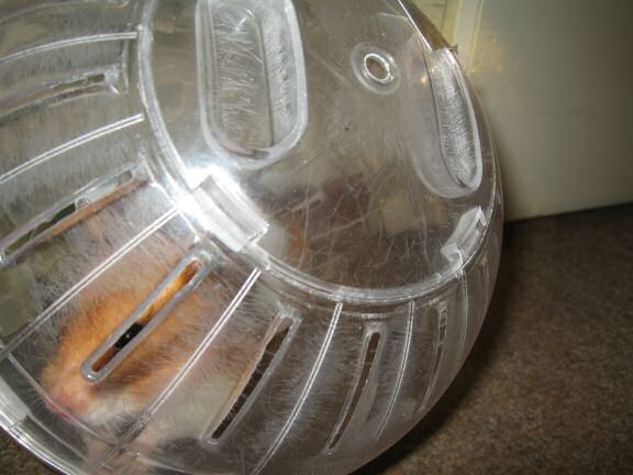 My hamster Lucy in her Explorer-Ball.