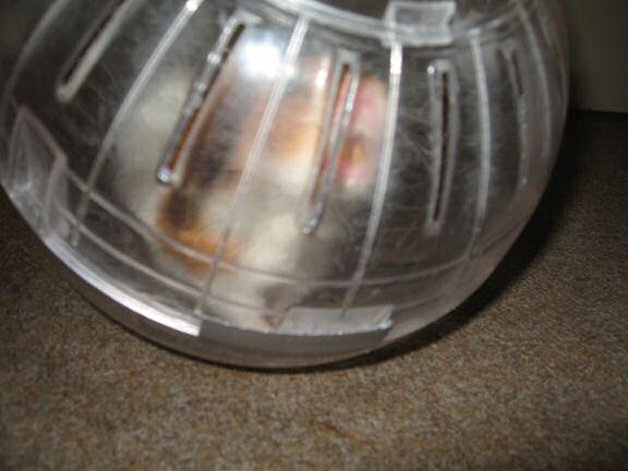 My hamster Lucy in her Explorer-Ball.