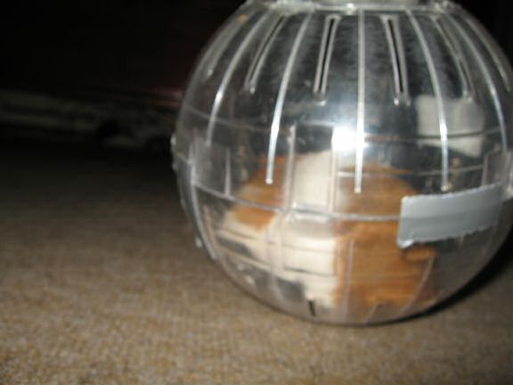 My hamster Lucy in her Explorer-Ball.