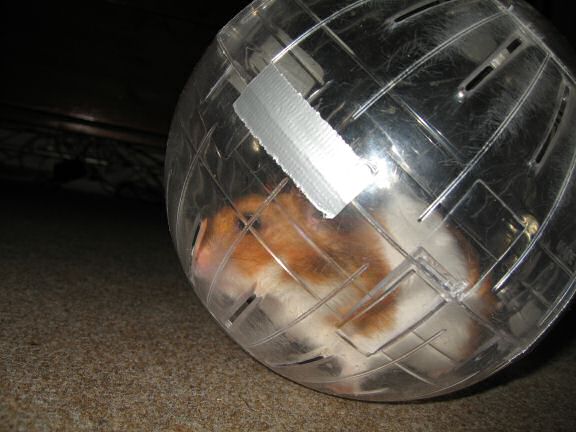 My hamster Lucy in her Explorer-Ball.