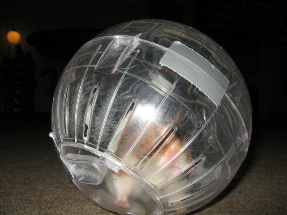 My hamster Lucy in her Explorer-Ball.