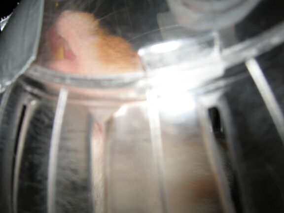 My hamster Lucy in her Explorer-Ball.