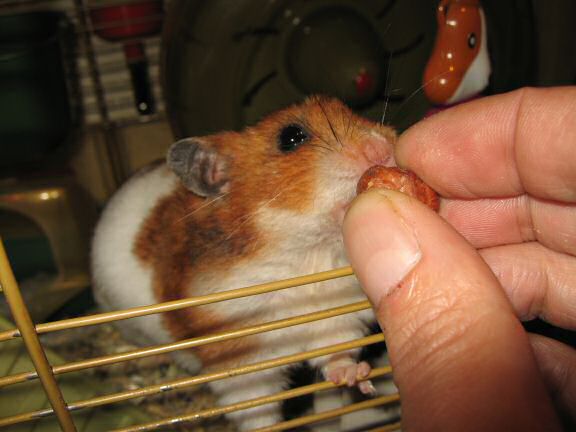 My hamster Lucy is so gentile.