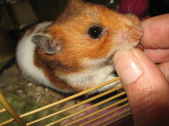 My hamster Lucy is so gentile.