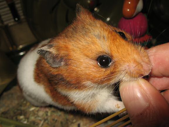 My hamster Lucy is so gentile.