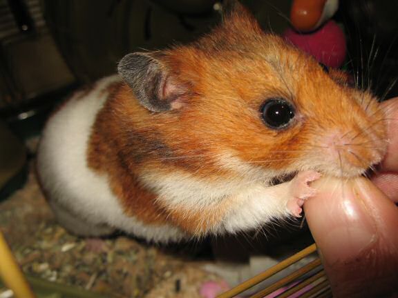 My hamster Lucy is so gentile.