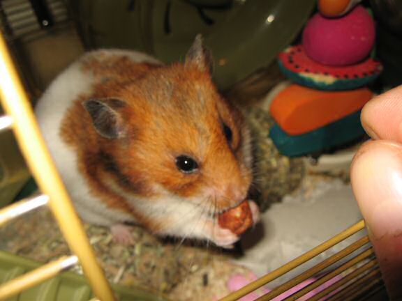 My hamster Lucy is so gentile.