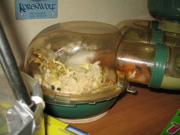 My hamster Lucy on a hot day at HamsterTracker™.