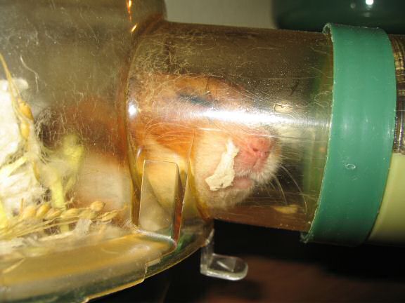 My hamster Lucy on a hot day at HamsterTracker™.