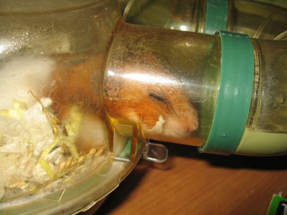 My hamster Lucy on a hot day at HamsterTracker™.