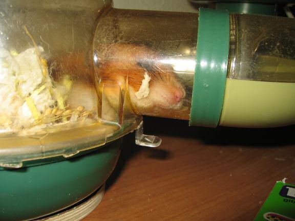 My Poor, Poor, hamster Lucy.