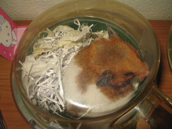 My Poor, Poor, hamster Lucy.