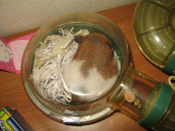 My Poor, Poor, hamster Lucy.