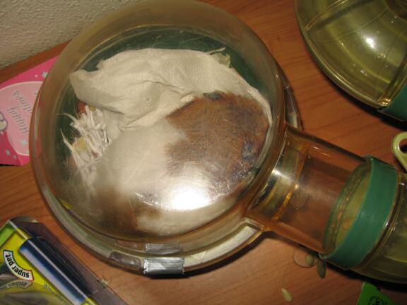 My Poor, Poor, hamster Lucy.