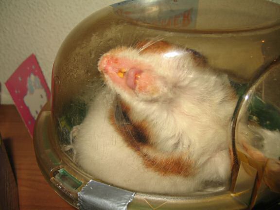 My Poor, Poor, hamster Lucy.