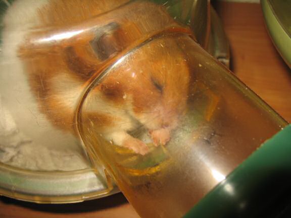 My Poor, Poor, hamster Lucy.