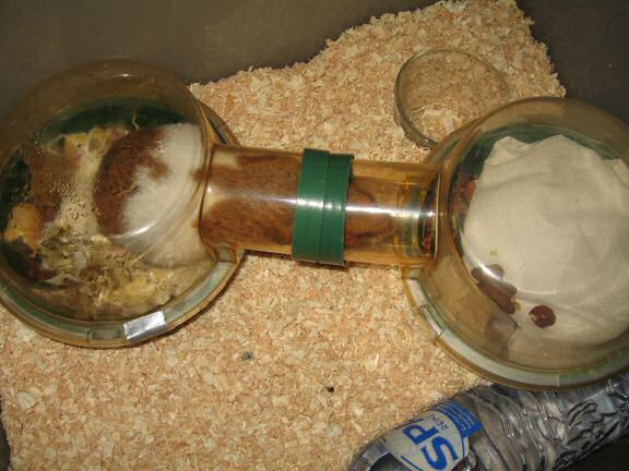 My Poor, Poor, hamster Lucy - part II.