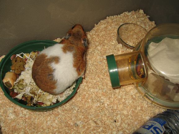 My Poor, Poor, hamster Lucy - part II.