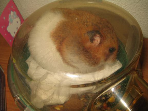 My Poor, Poor, hamster Lucy - part II.