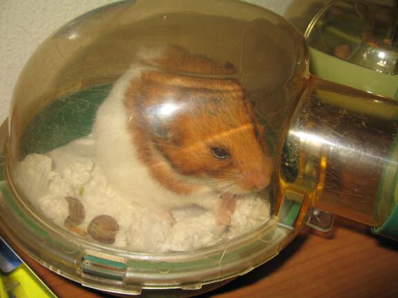 My Poor, Poor, hamster Lucy - part II.