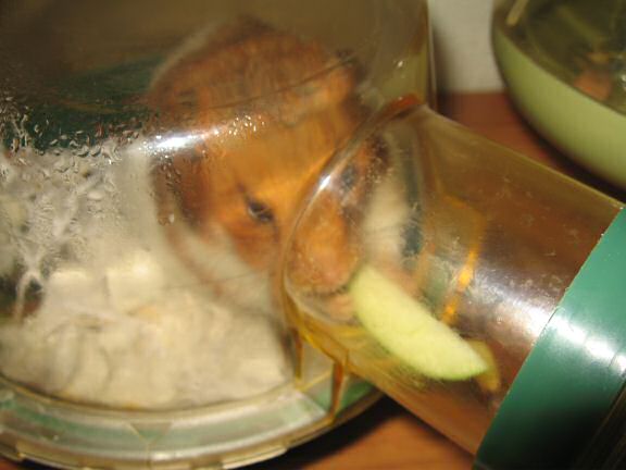 My Poor, Poor, hamster Lucy - part III.