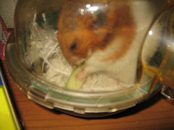 My Poor, Poor, hamster Lucy - part III.