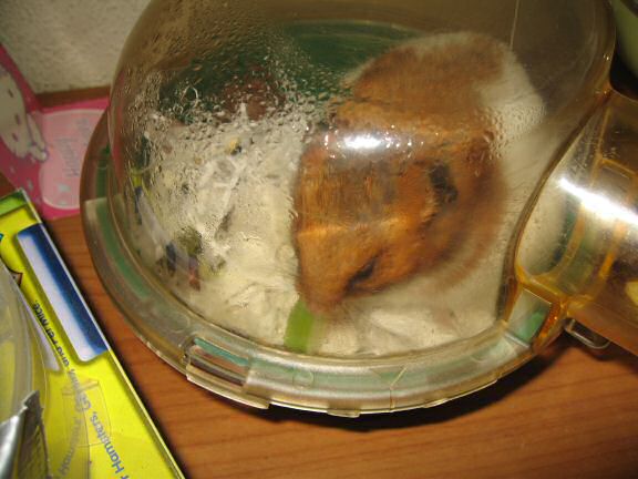My Poor, Poor, hamster Lucy - part III.