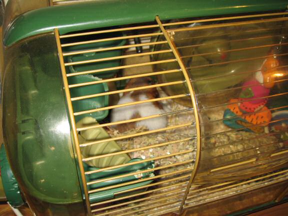 My Poor, Poor, hamster Lucy - part IV.