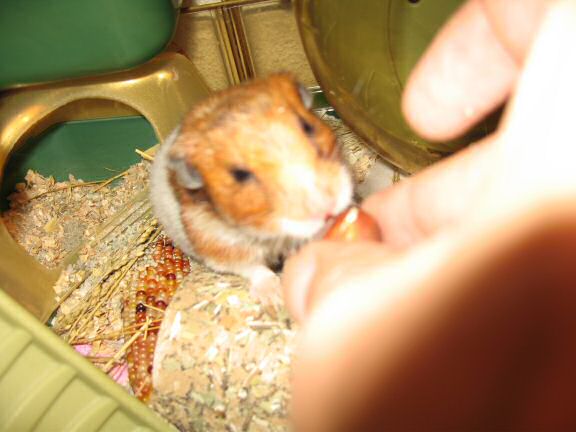 My Poor, Poor, hamster Lucy - part IV.